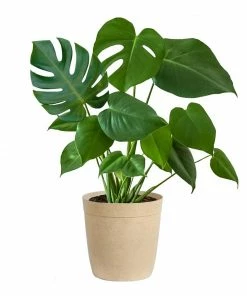 Fast Growing Trees Floor Plants Monstera Deliciosa (Swiss Cheese Plant) 23 Fast Growing Trees Floor Plants Monstera Deliciosa (Swiss Cheese Plant)