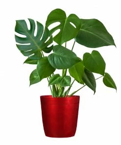 Fast Growing Trees Floor Plants Monstera Deliciosa (Swiss Cheese Plant) 26 Fast Growing Trees Floor Plants Monstera Deliciosa (Swiss Cheese Plant)