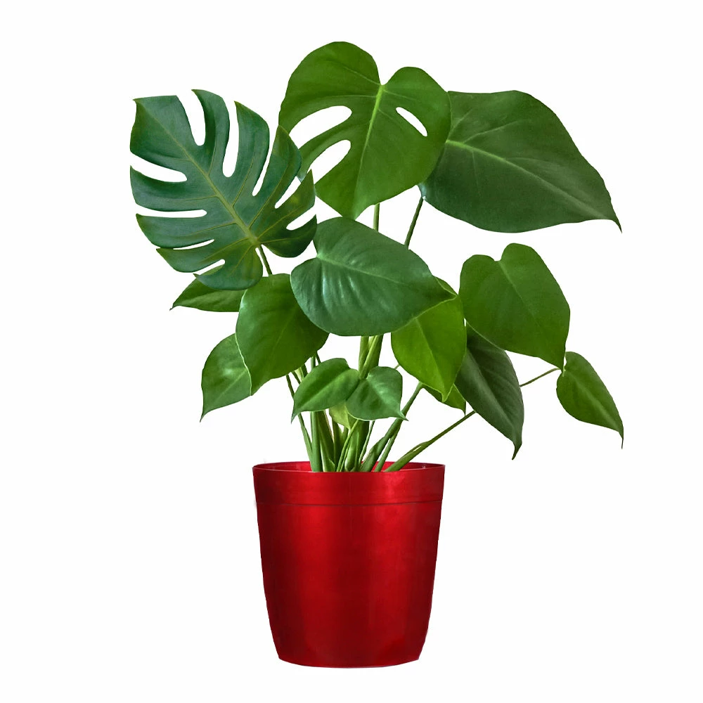Fast Growing Trees Floor Plants Monstera Deliciosa (Swiss Cheese Plant) 13 Fast Growing Trees Floor Plants Monstera Deliciosa (Swiss Cheese Plant)