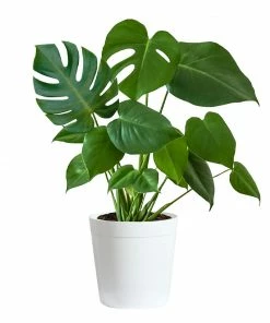 Fast Growing Trees Floor Plants Monstera Deliciosa (Swiss Cheese Plant) 25 Fast Growing Trees Floor Plants Monstera Deliciosa (Swiss Cheese Plant)