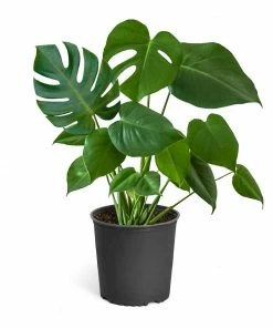 Fast Growing Trees Floor Plants Monstera Deliciosa (Swiss Cheese Plant) 24 Fast Growing Trees Floor Plants Monstera Deliciosa (Swiss Cheese Plant)