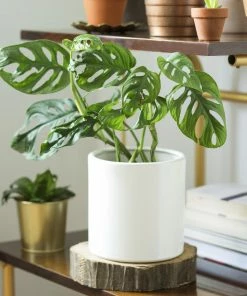 Fast Growing Trees Monstera Adansonii Floor Plants 15 Fast Growing Trees Monstera Adansonii Floor Plants