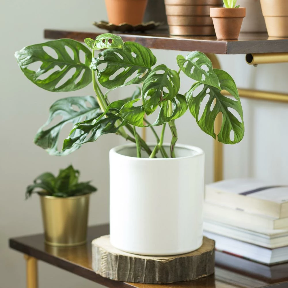 Fast Growing Trees Monstera Adansonii Floor Plants 5 Fast Growing Trees Monstera Adansonii Floor Plants