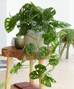 Fast Growing Trees Monstera Adansonii Floor Plants