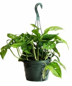 Fast Growing Trees Monstera Adansonii Floor Plants 17 Fast Growing Trees Monstera Adansonii Floor Plants