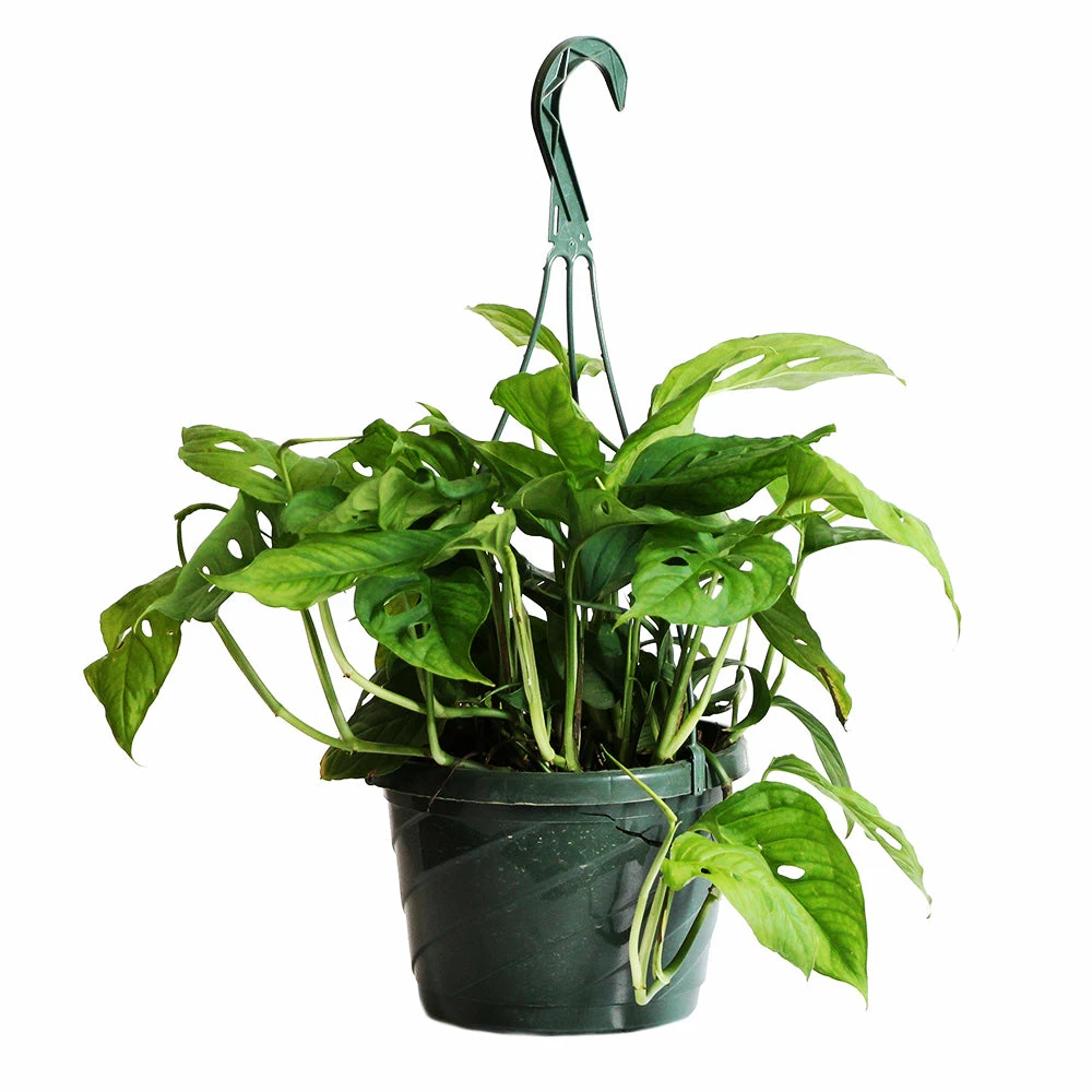 Fast Growing Trees Monstera Adansonii Floor Plants 7 Fast Growing Trees Monstera Adansonii Floor Plants