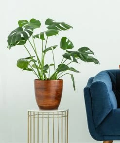 Fast Growing Trees Floor Plants Monstera Deliciosa (Swiss Cheese Plant) 19 Fast Growing Trees Floor Plants Monstera Deliciosa (Swiss Cheese Plant)