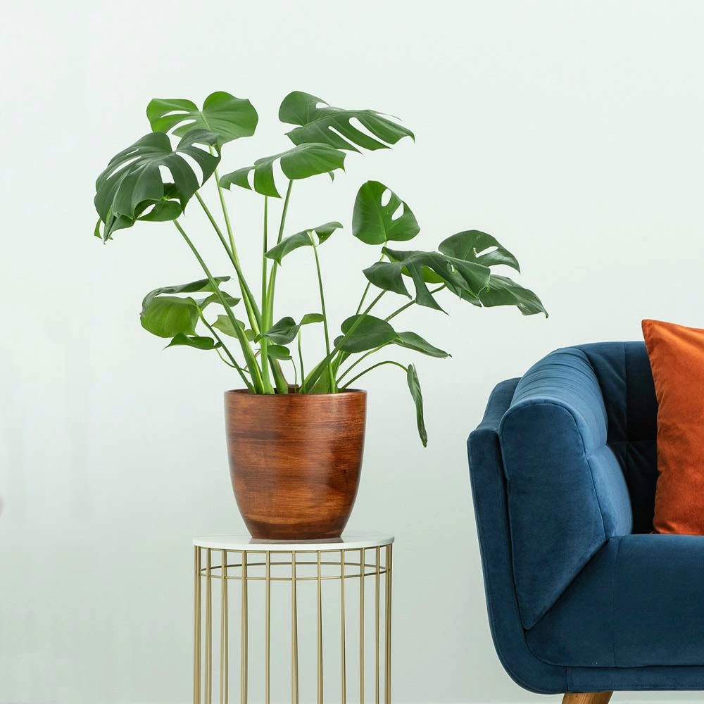 Fast Growing Trees Floor Plants Monstera Deliciosa (Swiss Cheese Plant) 6 Fast Growing Trees Floor Plants Monstera Deliciosa (Swiss Cheese Plant)