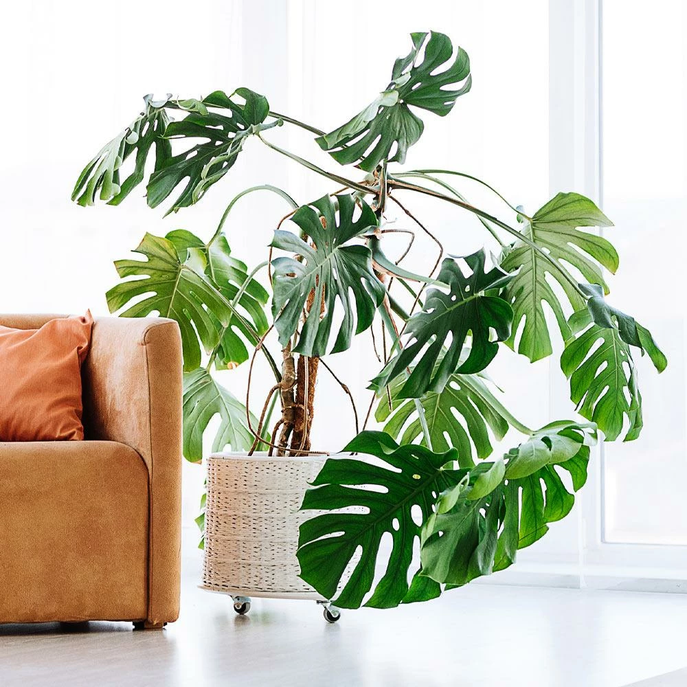Fast Growing Trees Floor Plants Monstera Deliciosa (Swiss Cheese Plant) 7 Fast Growing Trees Floor Plants Monstera Deliciosa (Swiss Cheese Plant)