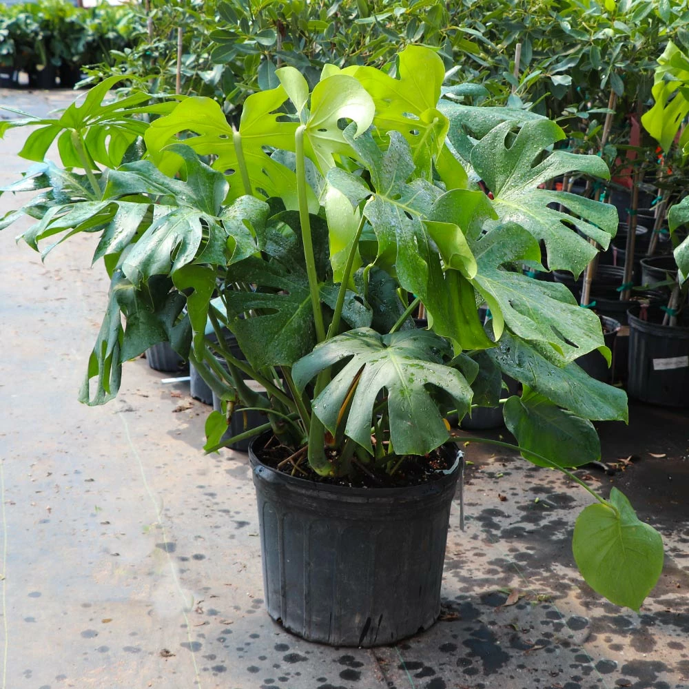 Fast Growing Trees Floor Plants Monstera Deliciosa (Swiss Cheese Plant) 16 Fast Growing Trees Floor Plants Monstera Deliciosa (Swiss Cheese Plant)