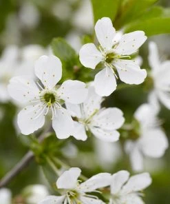 Fast Growing Trees Montmorency Cherry Tree