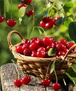 Fast Growing Trees Montmorency Cherry Tree