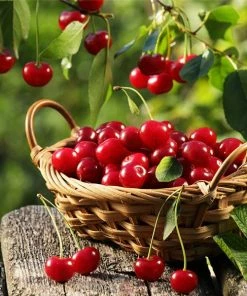 Fast Growing Trees Montmorency Cherry Tree