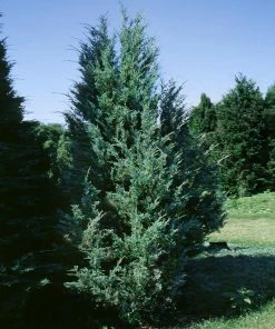 Fast Growing Trees Moonglow Juniper Juniper Trees 9 Fast Growing Trees Moonglow Juniper Juniper Trees