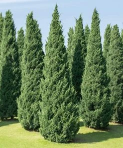 Fast Growing Trees Moonglow Juniper Juniper Trees