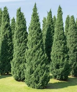 Fast Growing Trees Moonglow Juniper Juniper Trees