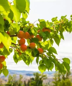 Fast Growing Trees Moorpark Apricot Tree