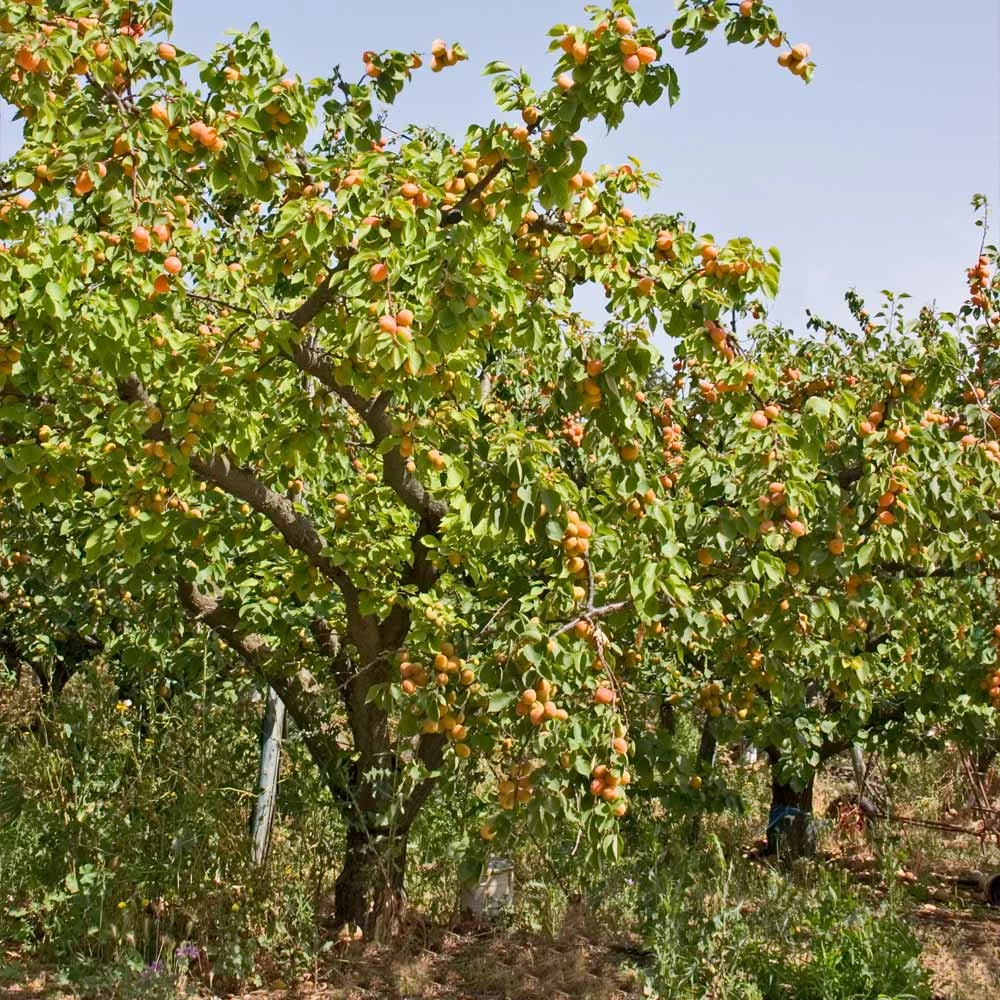 Fast Growing Trees Moorpark Apricot Tree 7 Fast Growing Trees Moorpark Apricot Tree