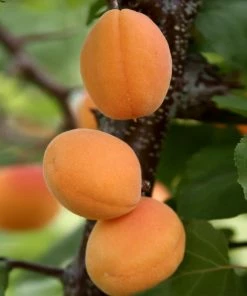 Fast Growing Trees Moorpark Apricot Tree