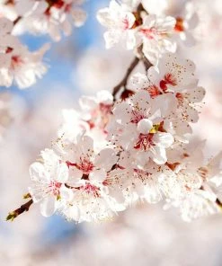 Fast Growing Trees Moorpark Apricot Tree