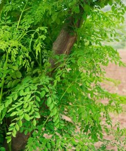 Fast Growing Trees Tropical Fruit Trees Moringa Tree