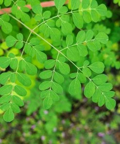 Fast Growing Trees Tropical Fruit Trees Moringa Tree