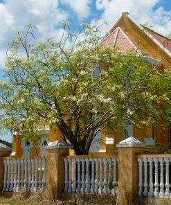 Fast Growing Trees Tropical Fruit Trees Moringa Tree