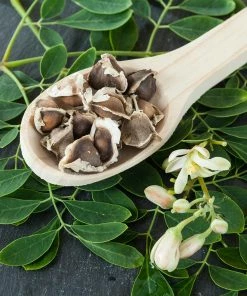 Fast Growing Trees Tropical Fruit Trees Moringa Tree