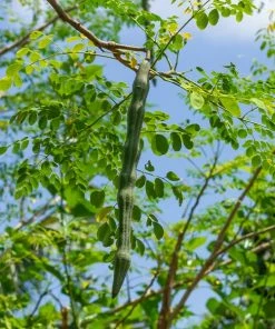 Fast Growing Trees Tropical Fruit Trees Moringa Tree