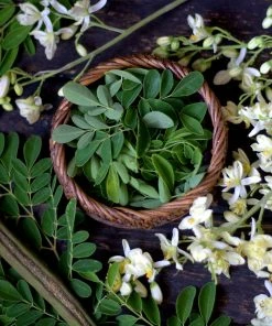 Fast Growing Trees Tropical Fruit Trees Moringa Tree