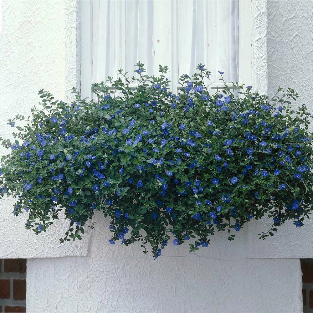 Fast Growing Trees Blue Daze Morning Glory 4 Fast Growing Trees Blue Daze Morning Glory