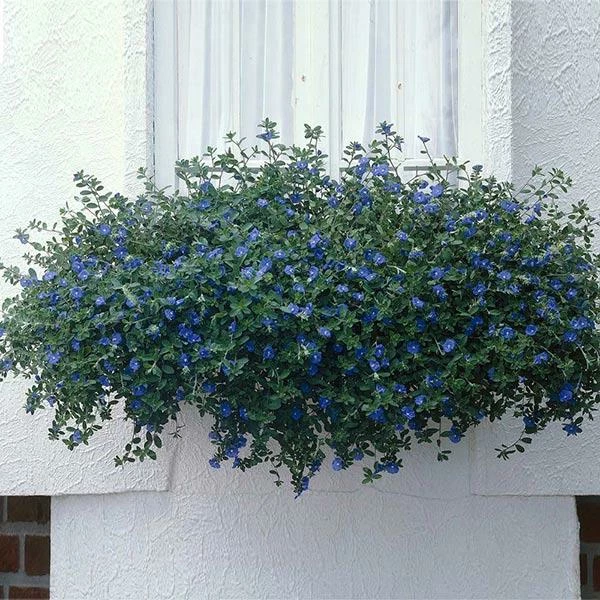 Fast Growing Trees Blue Daze Morning Glory 3 Fast Growing Trees Blue Daze Morning Glory