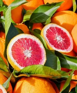 Fast Growing Trees Our Newest Arrivals Blood Orange Tree