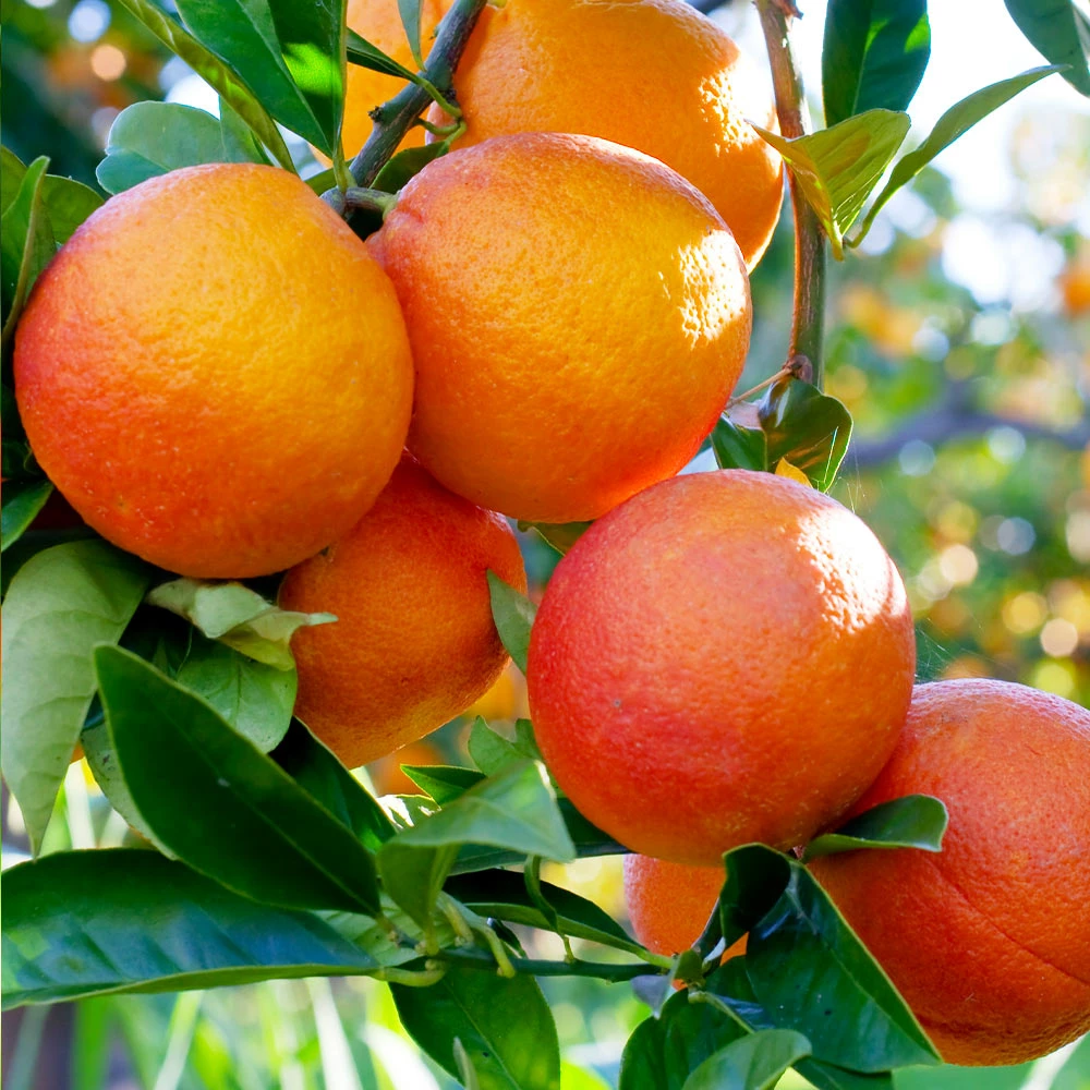 Fast Growing Trees Citrus Trees Blood Orange Tree 5 Fast Growing Trees Citrus Trees Blood Orange Tree