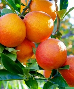 Fast Growing Trees Our Newest Arrivals Blood Orange Tree