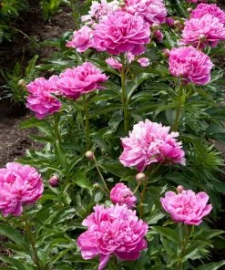 Fast Growing Trees Mr. Ed Peony