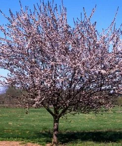 Fast Growing Trees Mount St. Helens® Plum Tree Flowering Plum Trees