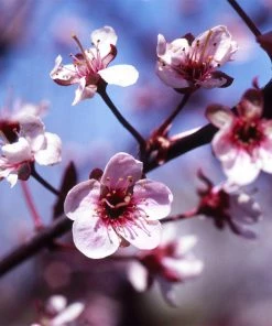 Fast Growing Trees Mount St. Helens® Plum Tree Flowering Plum Trees