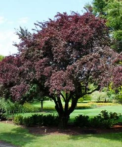 Fast Growing Trees Mount St. Helens® Plum Tree Flowering Plum Trees