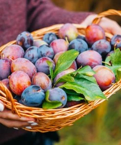 Fast Growing Trees 3-in-1 Plum Tree Plum Trees