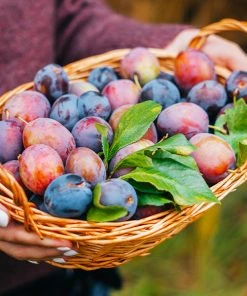 Fast Growing Trees 3-in-1 Plum Tree Plum Trees