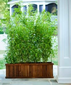 Fast Growing Trees Multiplex Bamboo