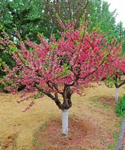 Fast Growing Trees Peach Trees 2-in-1 Peach Tree 7 Fast Growing Trees Peach Trees 2-in-1 Peach Tree