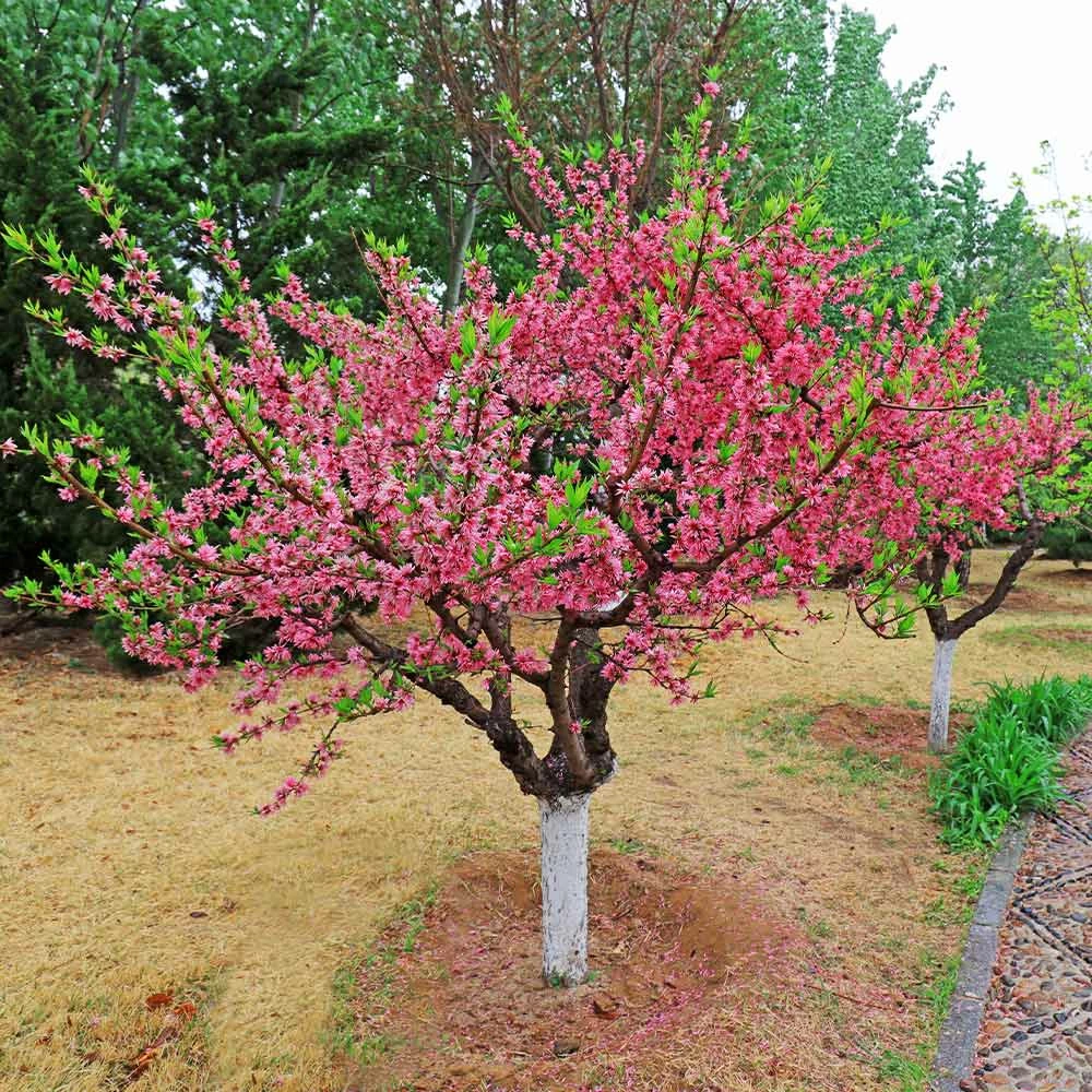 Fast Growing Trees Peach Trees 2-in-1 Peach Tree 5 Fast Growing Trees Peach Trees 2-in-1 Peach Tree