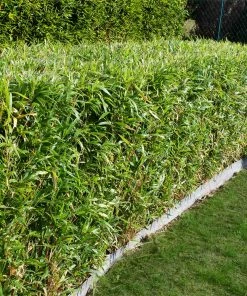 Fast Growing Trees Multiplex Bamboo