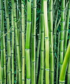Fast Growing Trees Multiplex Bamboo