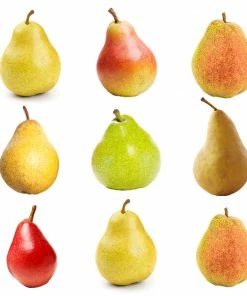 Fast Growing Trees 3-in-1 Pear Tree