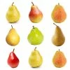 Fast Growing Trees 4-in-1 Pear Tree 2 Fast Growing Trees 4-in-1 Pear Tree
