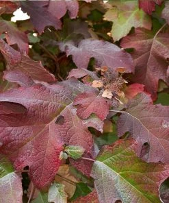 Fast Growing Trees Munchkin Hydrangea Shrub