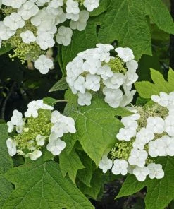 Fast Growing Trees Munchkin Hydrangea Shrub